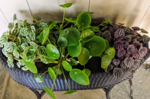 Guests always admire my Chinese money plants, Pilea peperomioides. Here is one in the center. The Pilea peperomioides has attractive coin-shaped foliage. This perennial is native to southern China, growing naturally along the base of the Himalayan mountains. It is also known as coin plant, pancake plant, and UFO plant. The one on the left is a green Peperomia. It has heart-shaped, puckered, deeply veined leaves. On the right - Peperomia caperata ‘Ripple Red’ with iridescent purple-red leaves and very distinct ripples. The small heart-shaped leaves grow into an attractive mounding habit. Peperomia are great succulent lower light houseplants.