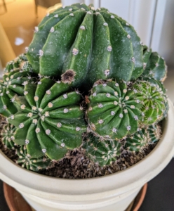 Here is a cactus. Cacti generally have thick herbaceous or woody chlorophyll-containing stems. Cacti can be distinguished from other succulent plants by the presence of areoles, small cushion-like structures with trichomes or plant hairs, and in almost all species, spines or barbed bristles.