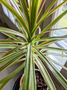 This dracaena has narrow foliage. Dracaenas may be completely green or may include stripes or edges of green, cream, red, or yellow. This plant can grow as much as six feet in height when grown as a potted plant. In outdoor settings, it has been known to grow up to 20 feet.