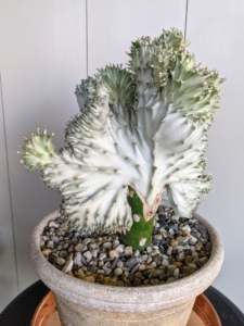 This is Euphorbia lactea, also known as a “Coral Cactus.” It is a species native to tropical Asia, mainly in India. The showy part of the plant, the section that resembles coral, is called the crest. The ridges are spiny, with short spines.