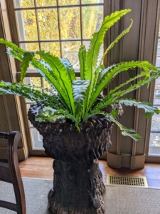 Bird’s nest ferns make excellent low light houseplants. It is also an epiphytic fern, which means in the wild it typically grows on other plants or objects.