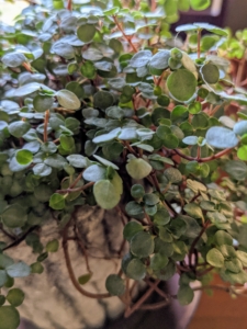 The Pilea Glauca has petite, oval, blue-gray leaves that shimmer with silvery powder. It is sometimes also known as Pilea libanensis or Silver Sparkle Pilea.