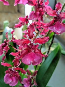 The size of orchids depends on the species. They can be quite small or very large. However, every orchid flower is bilaterally symmetric, which means it can be divided into two equal parts.