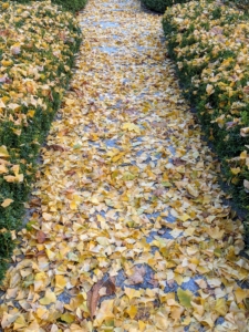 Many of the leaves have fallen to the ground in the garden beds and on the footpath below. Ginkgoes are grown as hedges in China to supply the leaves for western herbal medicine. The leaves contain ginkgolides, which are used to improve blood circulation to the brain and to treat many cardiovascular diseases. It is usually Europe’s number one selling herbal medication.