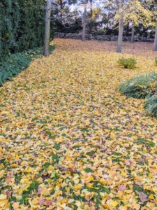 The lawn outside the garden is also covered in ginkgo leaves. To explain the phenomenon, deciduous trees form a scar between their leaves and stems to protect themselves from diseases and cold. Most flowering trees form scars at different rates, in different parts of the tree, over several weeks. Their leaves then fall off individually. However, ginkgo trees form scars across all their stems at once. And when a hard frost arrives, it finishes severing every leaf, and they fall to the ground in unison.