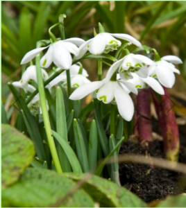 Galanthus 'Nivalis Flore Pleno' is an heirloom double snowdrop. The flowers show double layers of milky-white, drooping flowers tipped with green. (Photo courtesy of Van Engelen Inc.)