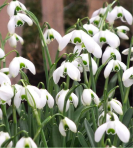 Galanthus 'Hippolyta' is an award-winning British hybrid featuring pendant, somewhat round, densely compacted, double white flowers with green spots, interior green petals with white margins and green-gray foliage. (Photo courtesy of Van Engelen Inc.)