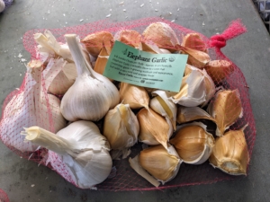 And, Elephant Garlic is actually a leek that resembles garlic in growing and in appearance. It has a very mild flavor. It is most commonly found in grocery stores. It is also larger than the other garlic varieties.