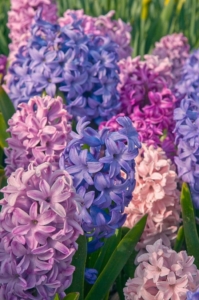 'Etouffee' produces a mélange of hyacinth pastel shades of pink and blue with a sweet scent. Aside from hyacinths, other bulbs to force indoors include daffodils, tulips, crocus, scilla, dwarf irises, amaryllis, and anemones. (Photo courtesy of Colorblends)
