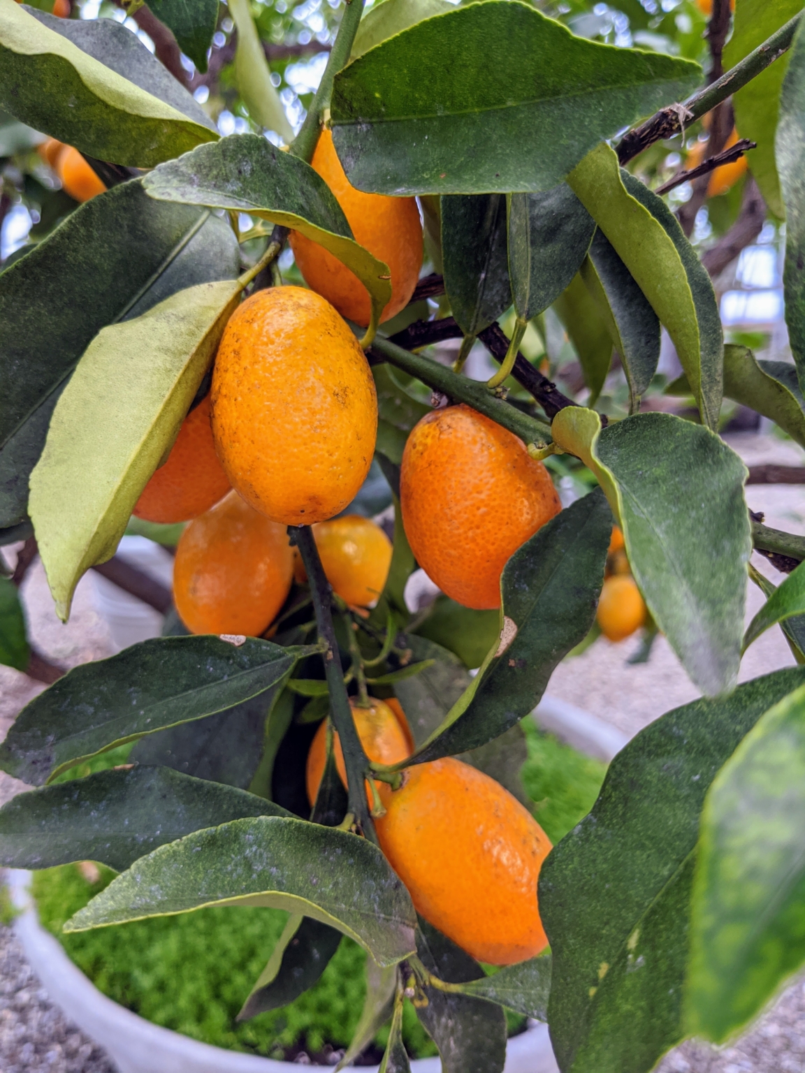 Growing Citrus at My Farm - The Martha Stewart Blog