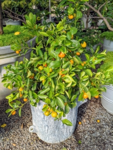 Calamondin, Citrus mitis, is an acid citrus fruit originating in China. Calamondin is called by many names, including calamondin orange, calamansi, calamandarin, golden lime, and musk orange.