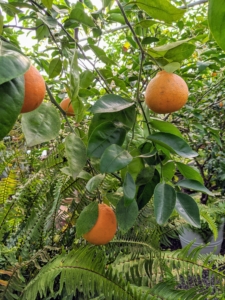 Citrus sinensis ‘Trovita’ is thin skinned and develops without the excessive heat most oranges need to produce good fruit. The fruit is smaller, juicier, and milder in flavor.