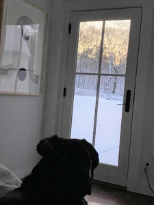 Later that afternoon, they also got three inches of snow. Their 10-month old Labrador Retriever, Appa, seems more interested in the snowfall than any of the delicious foods.