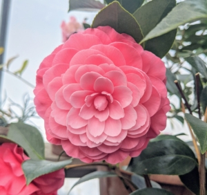 And this is what it looks like in full bloom. Camellia ‘Elizabeth Weaver’ has large formal double flowers in coral pink.
