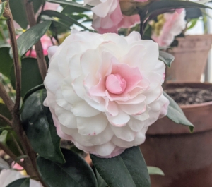 ‘Nuccio’s Pearl’ shows off full double blooms and pure white petals edged with an orchid pink blush.