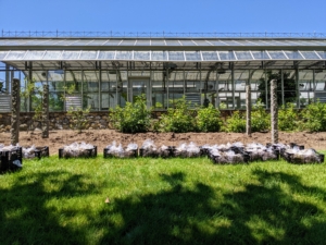 In mid-June, we took out all the dahlia tubers that had been stored in our greenhouse basement and planted them. This spot gets great sun, and dahlias grow more blooms with six to eight hours of direct sunlight. And because the area is behind this large structure, it is also protected from strong winds.