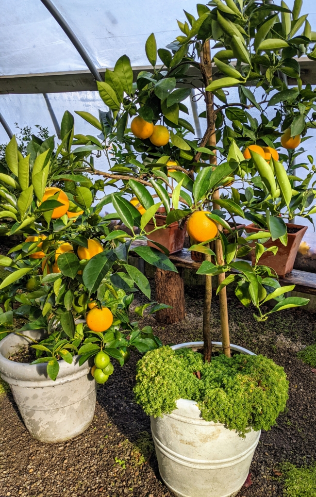 Growing Citrus at My Farm - The Martha Stewart Blog