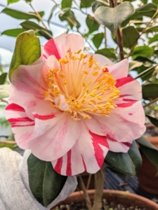 Camellia 'Ferris Wheel' is white with multiple red and pink streaks in various lengths throughout the flower and striking yellow anthers in the center.