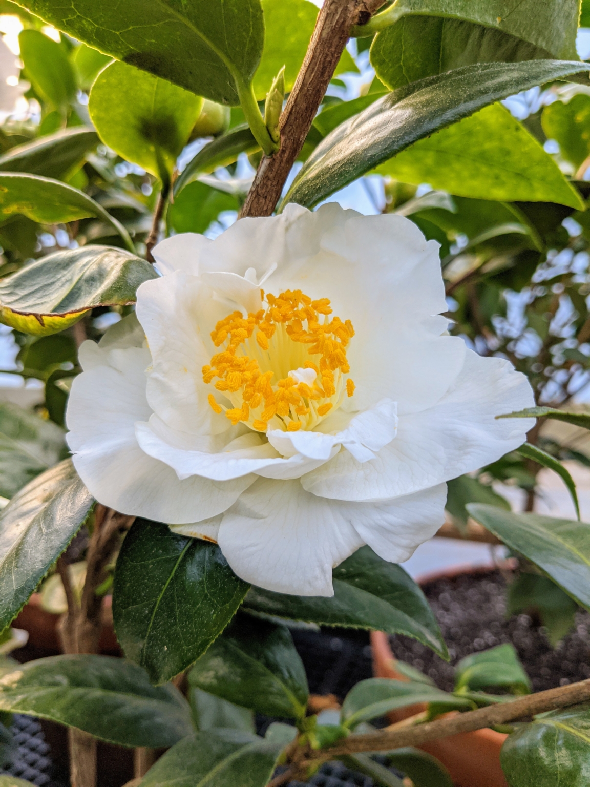 Blooming Camellias in My Greenhouse - The Martha Stewart Blog