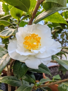 'Silver Lace' has large, silvery white, yellow-centered, semi-double blooms that contrast the glossy dark green leaves. When it comes to fertilizing, feed with a good quality fertilizer specifically for camellias or a general 10-10-10 fertilizer in spring after the flowers have dropped. Avoid feeding camellias after July, as late feeding can cause bud drop.