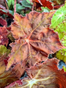 This begonia has reddish leaves with dark brown markings along its veins.