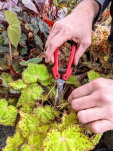 Using sharp snips, Ryan gives the plants a slight pruning to encourage new growth and aeration. Any viable leaves that are trimmed or fall off are always saved for future rooting purposes. Begonia leaves root easily – just push its stem into potting soil, and keep it moist. After a few weeks, new leaves emerge.