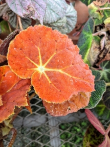 Here is a bright orange begonia with bright yellow-white veining. Begonias should be fed a general purpose fertilizer every other week during spring and summer.