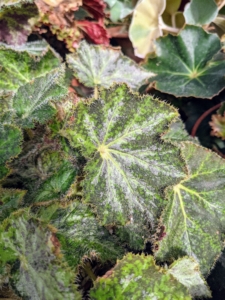 Begonia ‘Royal Lustre’ has small silvery green leaves with tones of green. Upon close inspection, you can see the small hairs that line the leaf margins.