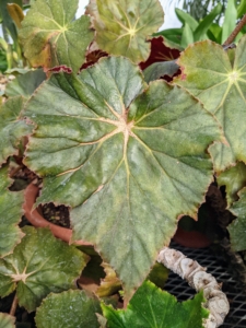 It’s good to repot or change the soil of a begonia every couple of years – potting mix elements break down over time and lose draining qualities and airspaces to hold oxygen.