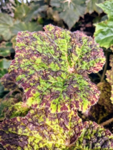 Here’s another gorgeous specimen - this one with bright green leaves splattered with maroon markings.