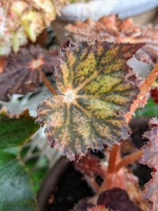 Rhizomatous begonias range from small, delicate plants with one-inch wide leaves to large, robust specimens with 12-inch wide leaves or more. Here is one with chocolate and green colored leaves.