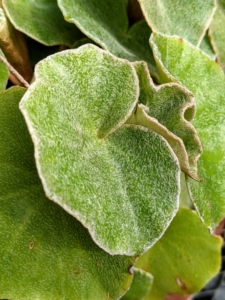 This begonia has fleshy greenish-silver leaves that become thick and waxy during winter.