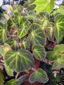 This is Begonia ‘soli-mutata’. It is a compact medium-sized species from Brazil. The heart-shaped leaf colors vary depending on its exposure to bright light, which is why its common name is Sun Tan Begonia. Several of my ‘soli-mutata’ plants were grown from leaf cuttings off one parent plant.
