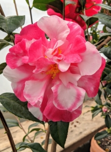 'Frank Houser' is a hybrid that shows off incredibly large, deep glowing pink to red blooms with darker veins.
