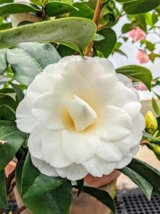 Close by, ‘Nuccio’s Gem’ fully open – a pure white, perfectly formed camellia flower with three to four inch blossoms. It is one of the most popular camellia varieties.