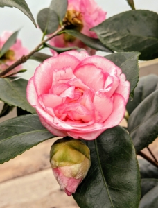 Camellia flowers come in mainly white and shades of pink or red, and various combinations.