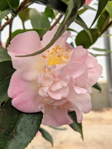 When selecting a spot for a potted camellia, be sure it gets partial shade and protection from hot afternoon sunlight, as container-grown camellias dry out much faster than shrubs planted in the ground. Also water the plant deeply whenever the top two to four inches of potting mix feels dry to the touch and let it drain completely.