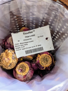 We also have this variety - Hyacinth 'Etouffee'. When looking for bulbs to force, be sure they are dense and heavy and free from mold, mildew, discoloration, or a peeling outer shell. The larger the flower bulb is, the bigger the bloom will be. These are all in excellent condition.