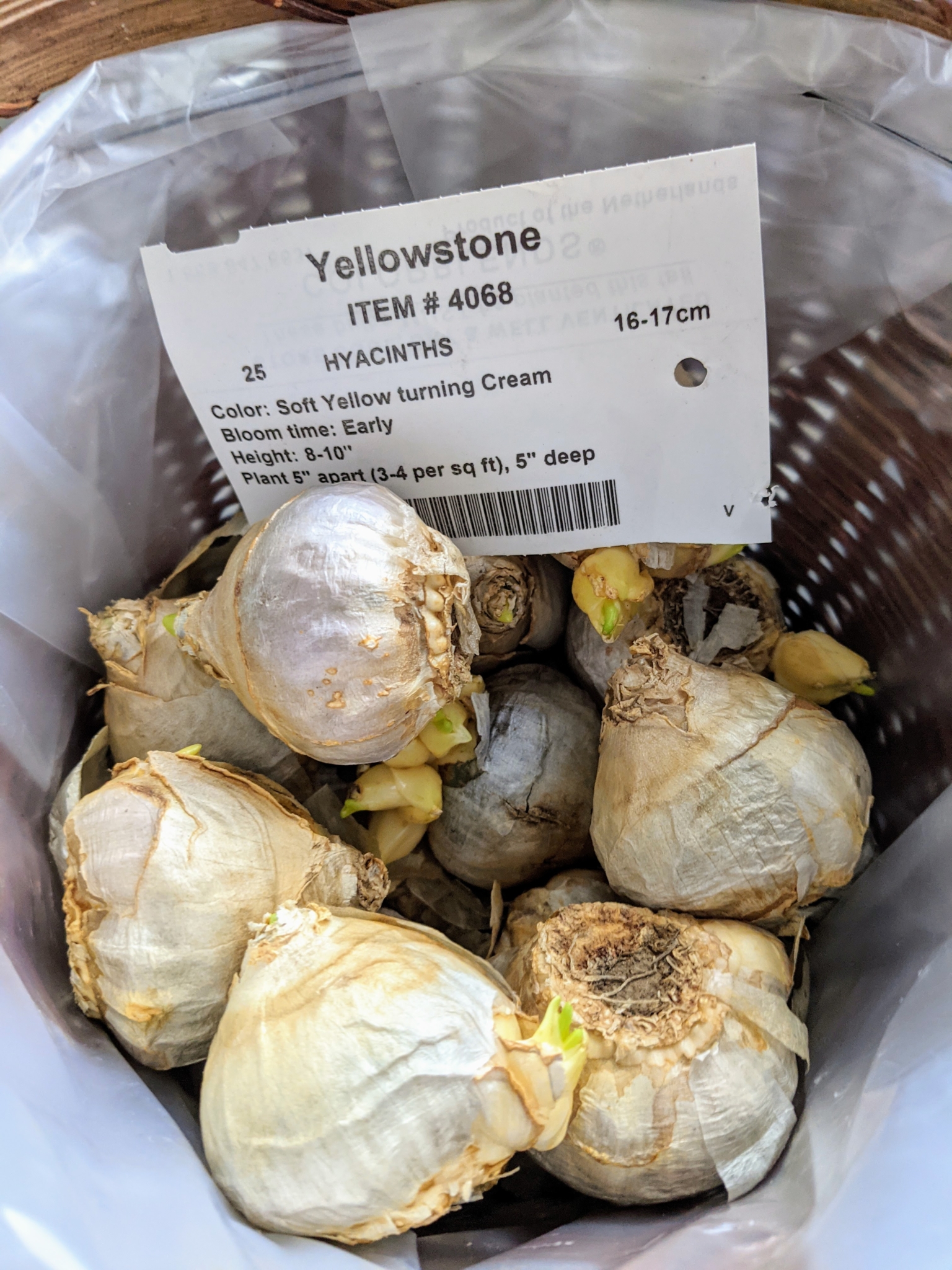 Forcing Hyacinth Bulbs Indoors The Martha Stewart Blog