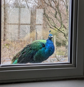 Look who is watching from the window. The peafowl love coming up to the greenhouse - they are very curious and very observant birds. And don't worry, they don't bother Blackie, our greenhouse kitty, one bit.