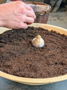 And then one by one, Ryan places the bulbs on top of the soil, point up, next to one another. The necks of the bulbs should be level with the rim of the pot.