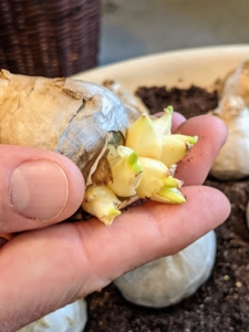 Sometimes the bulb will multiply. These bulbils or bulb offsets likely won't flower, but they will create leaves.