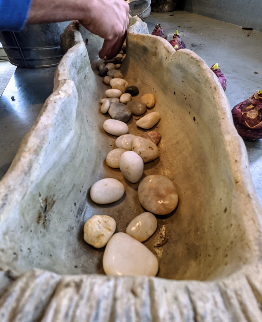 Forcing Hyacinth Bulbs Indoors The Martha Stewart Blog