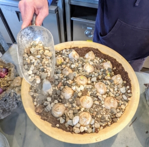 Next, Ryan weighs down the bulbs with a layer of pebbles or small stones, leaving the tips and necks of the bulbs exposed.