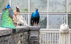 And here are our peacocks and peahens resting on the ledge outside the head house. Peafowl are quite loyal and tend to stay where they are well-fed and well-protected. These birds will be guided back down to their coop as night falls.