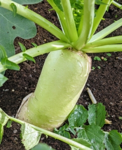 Do you know what this is? If you said daikon, you're correct. Daikon or mooli, Raphanus sativus var. longipinnatus, is a mild-flavored winter radish usually characterized by fast-growing leaves and a long, white, napiform root. Compared to other radishes, daikon is milder in flavor and less peppery. And, when served raw, it has a crisp and juicy texture.
