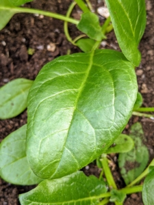 I also grow a lot of spinach. Spinach is an excellent source of vitamin K, vitamin A, vitamin C, folate, and a good source of manganese, magnesium, iron and vitamin B2. We use a lot of spinach at the farm for my daily green juice.