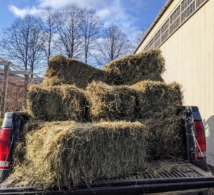 Bales are delivered to the dahlia garden in large batches.