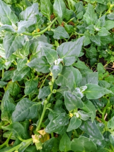New Zealand spinach is a trailing plant that forms a mat of triangular soft fleshy foliage. It is not the same as true spinach, in fact the two plants are not related but can be used fresh or cooked in the same way.