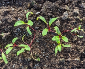 In this bed – growing beets. Beets are sweet and tender – and one of the healthiest foods. Beets contain a unique source of phytonutrients called betalains, which provide antioxidant, anti-inflammatory and detoxification support.